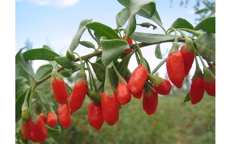 枸杞的分類，什么是枸杞原漿？